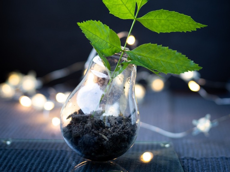 Glühbirne mit Blättern eines Baums